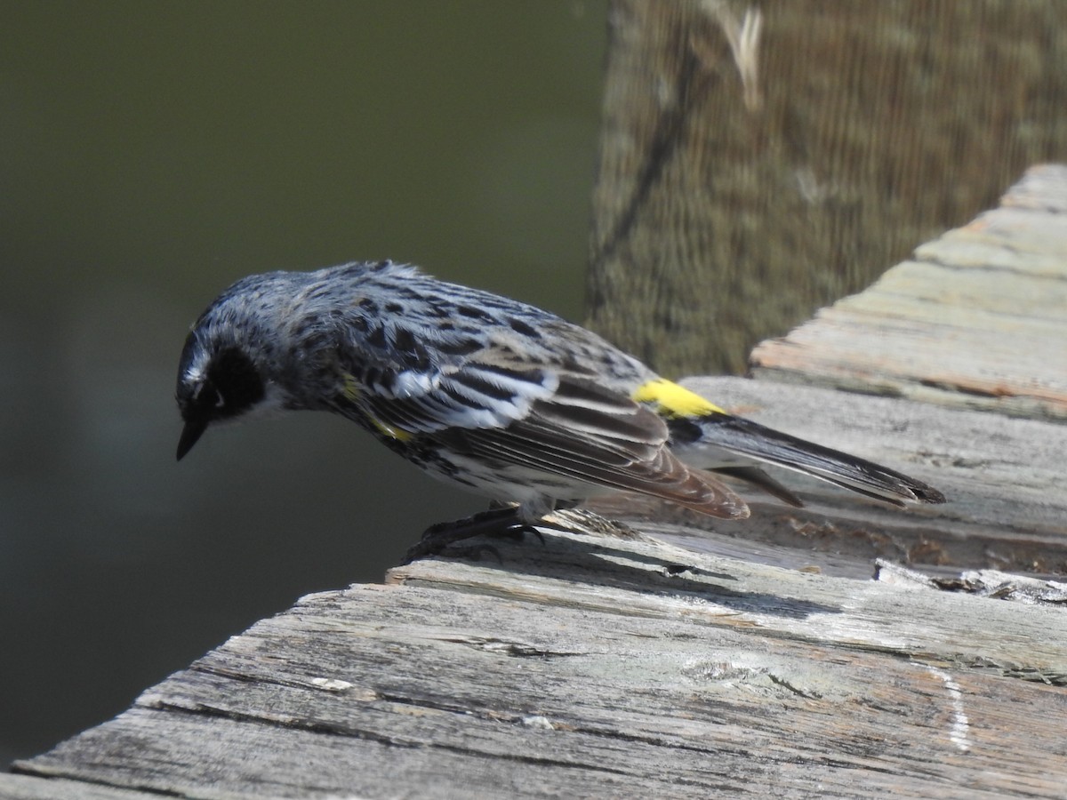Пісняр-лісовик жовтогузий - ML634318699