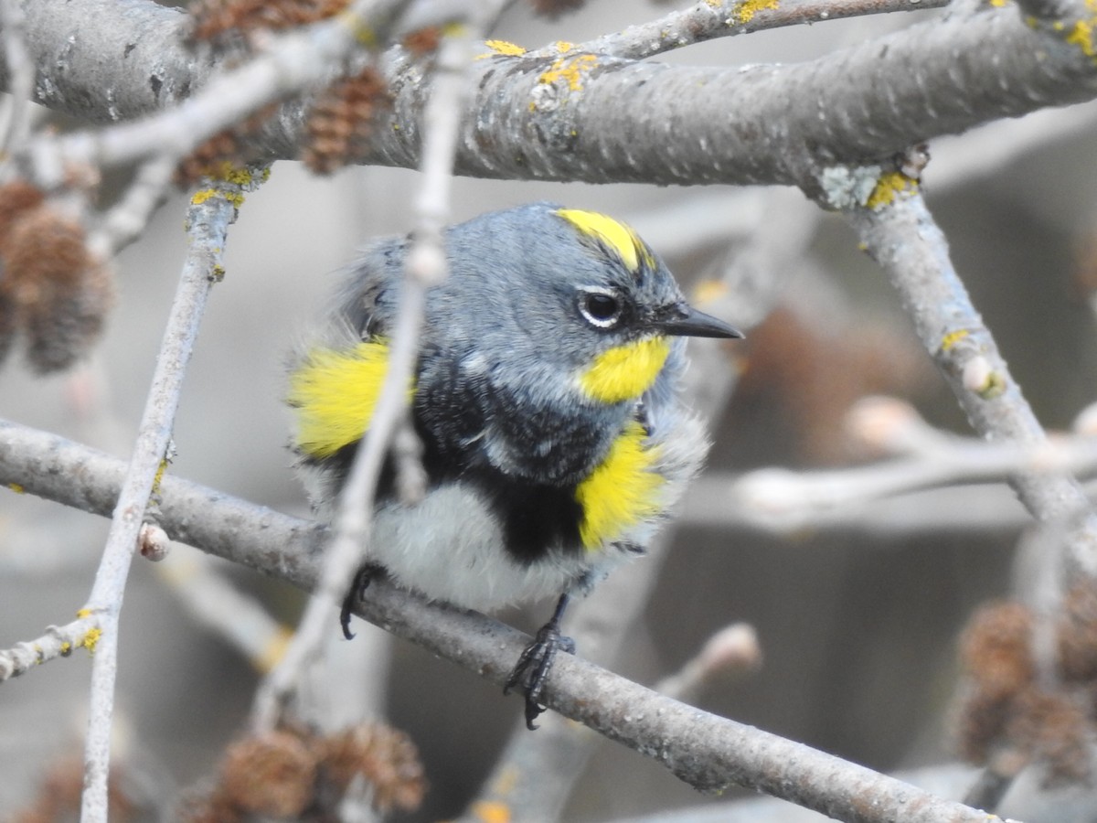 Пісняр-лісовик жовтогузий - ML634318708