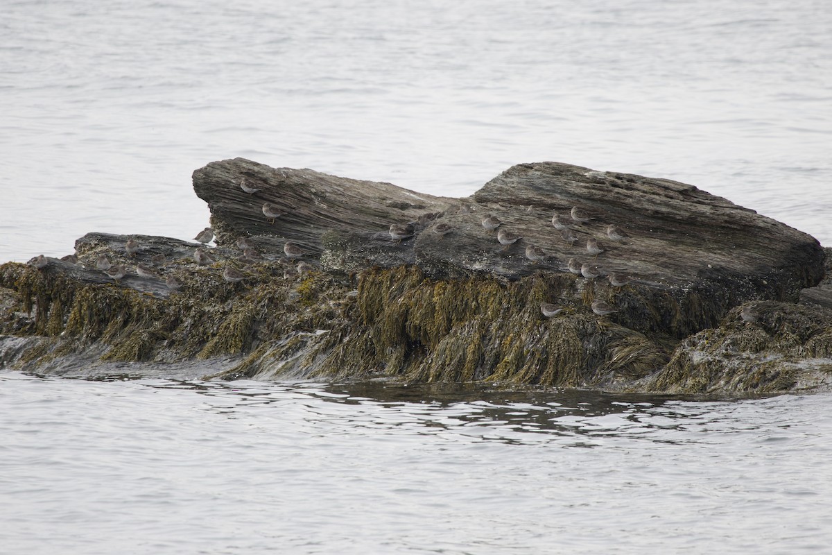 Purple Sandpiper - ML634318772