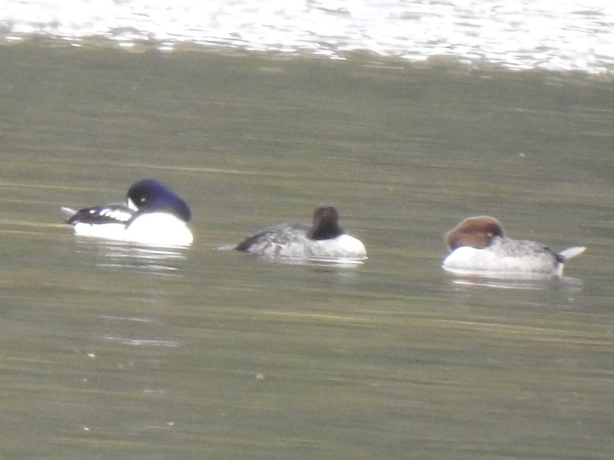 Гоголь ісландський - ML634318779