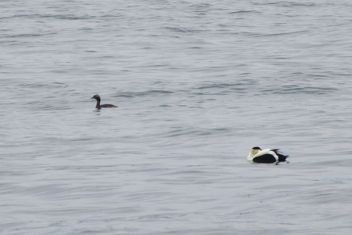 Horned Grebe - ML634318932