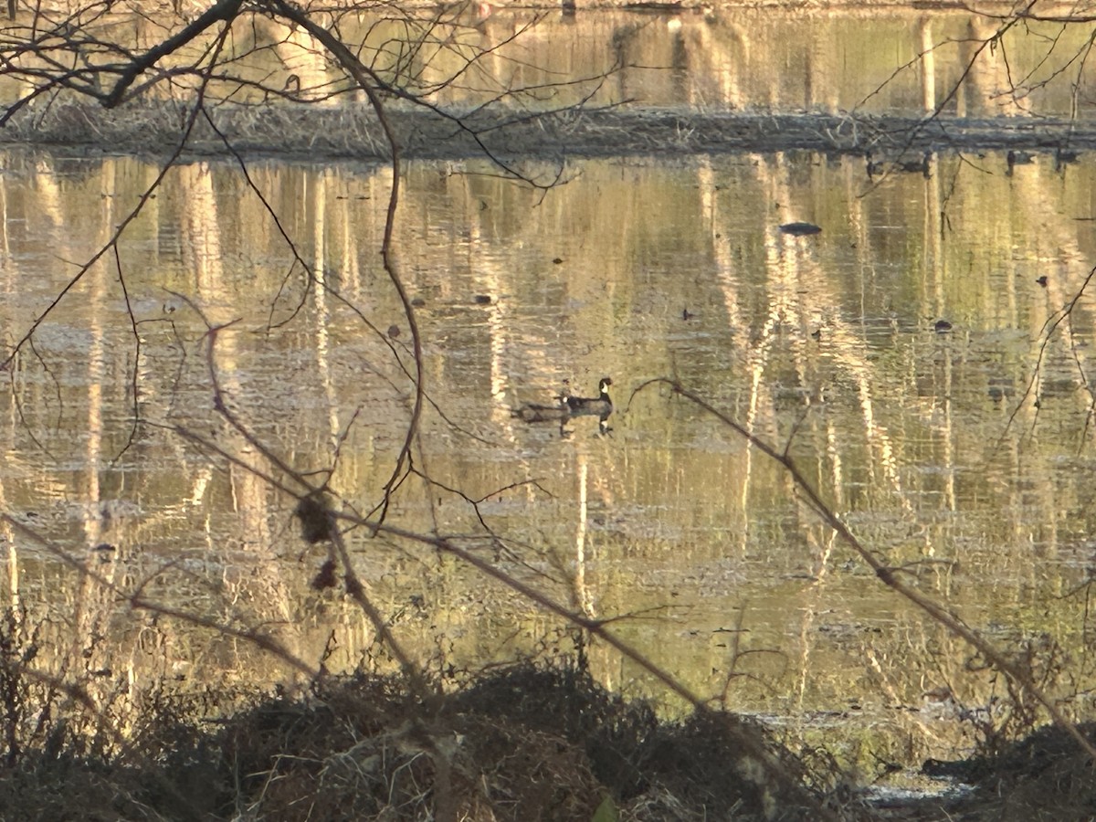 Wood Duck - ML634319048