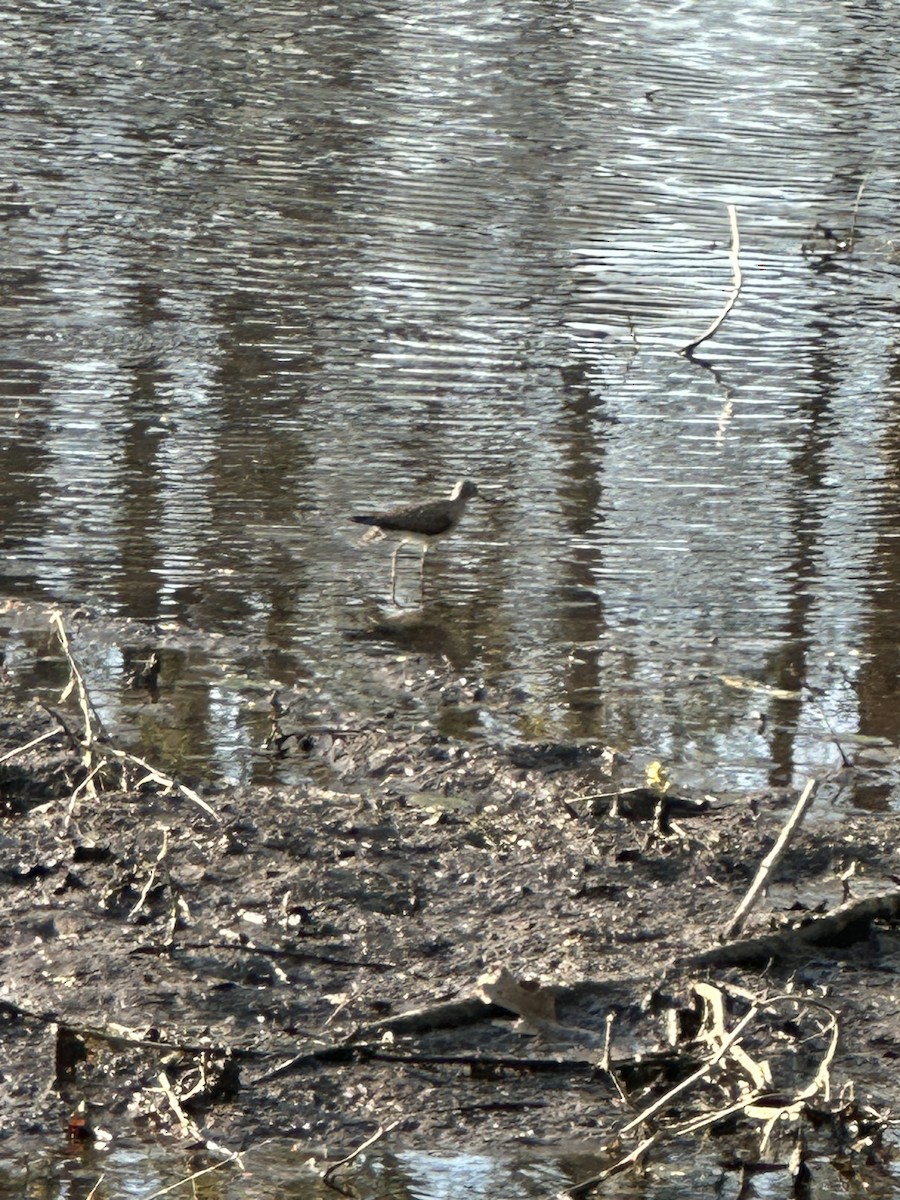 Solitary Sandpiper - ML634319072