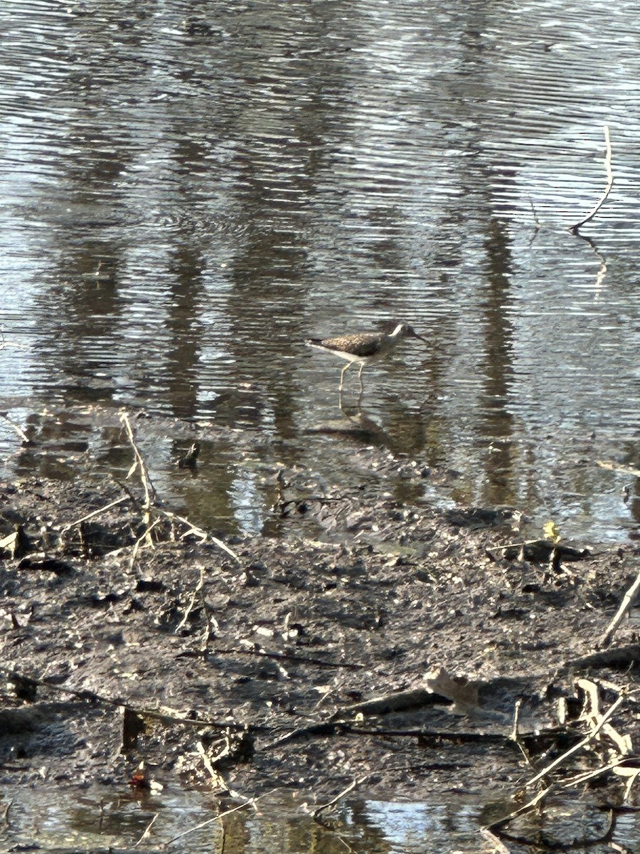 Solitary Sandpiper - ML634319073