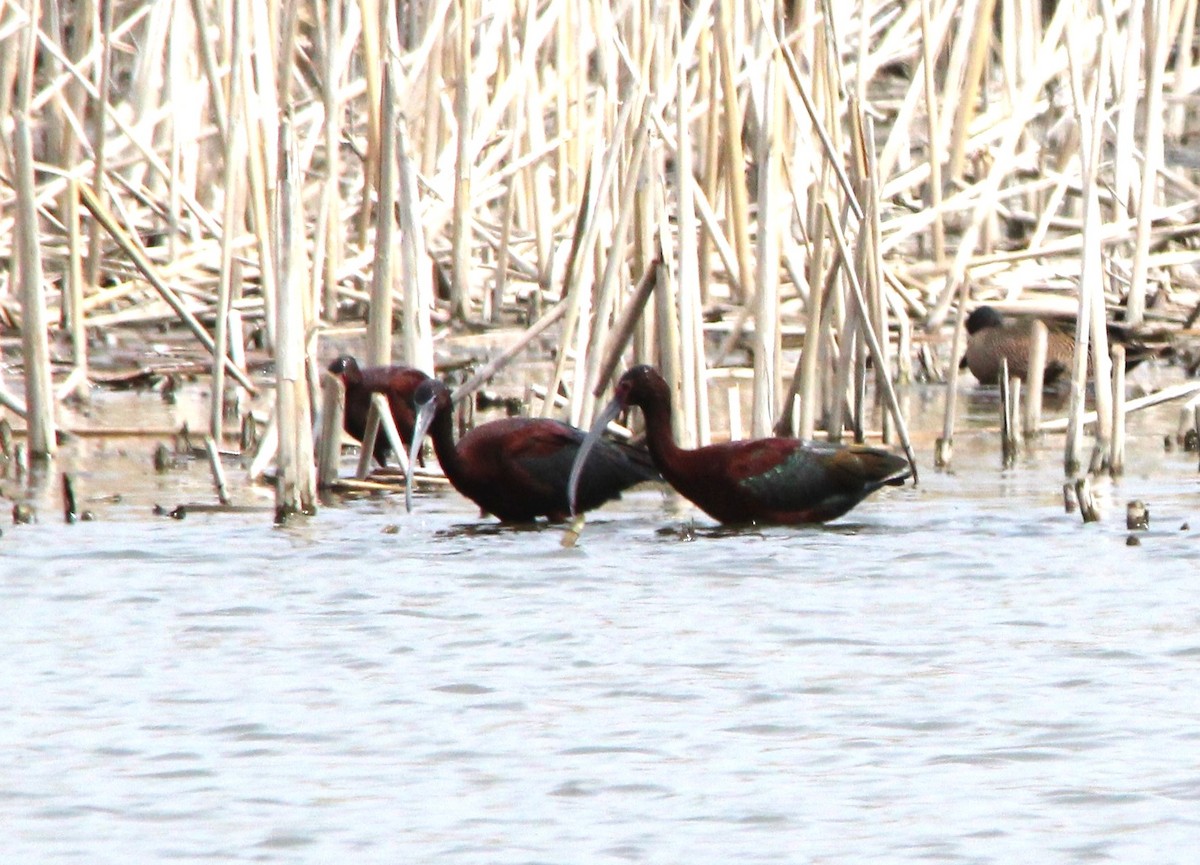 bronseibis - ML634319120