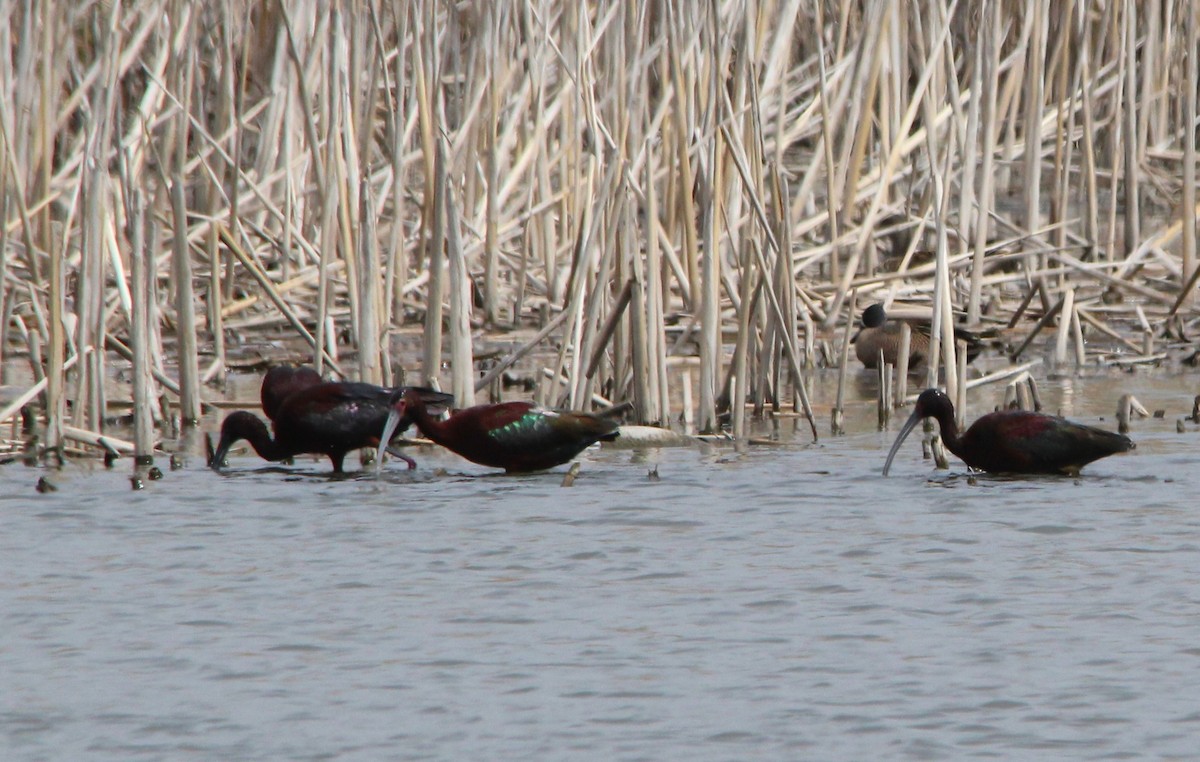 bronseibis - ML634319174