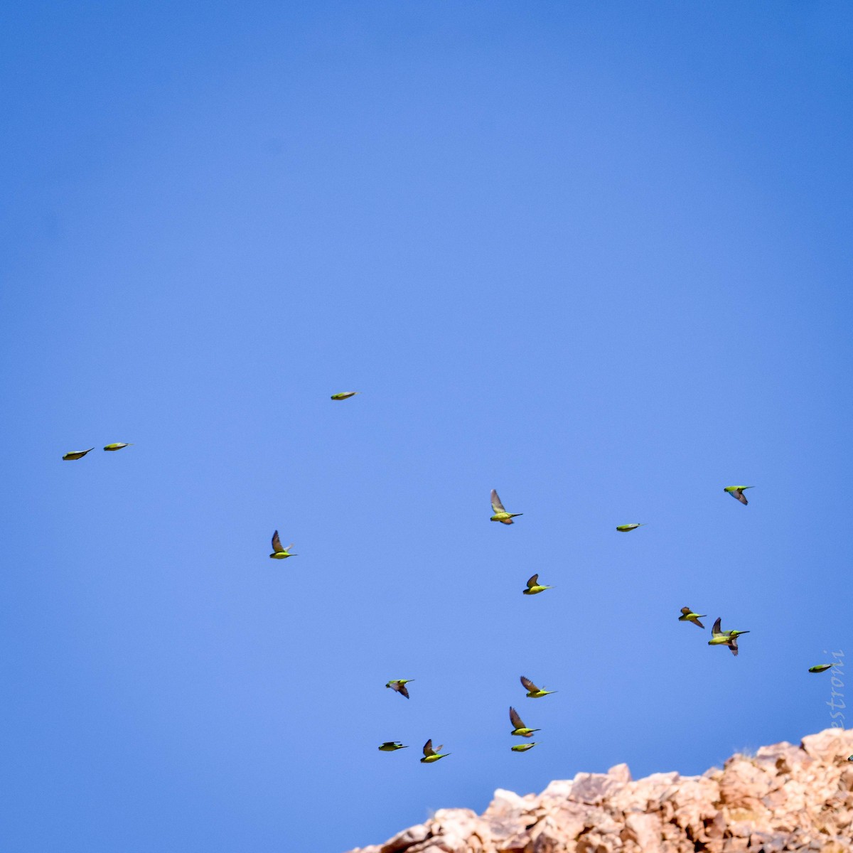 Mountain Parakeet - ML634319209