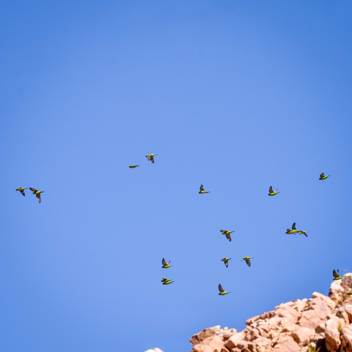 Mountain Parakeet - ML634319210