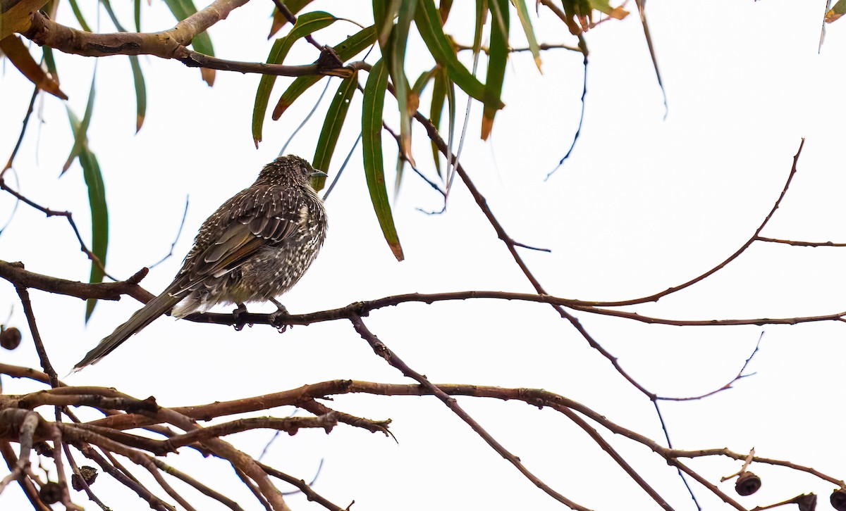 Little Wattlebird - ML634319371