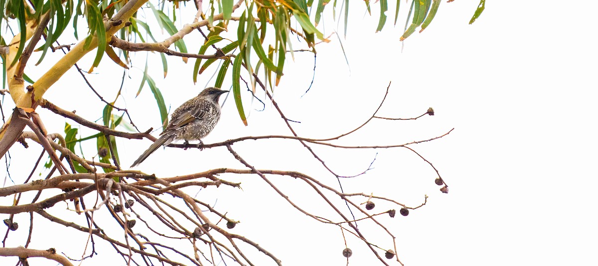 Little Wattlebird - ML634319372
