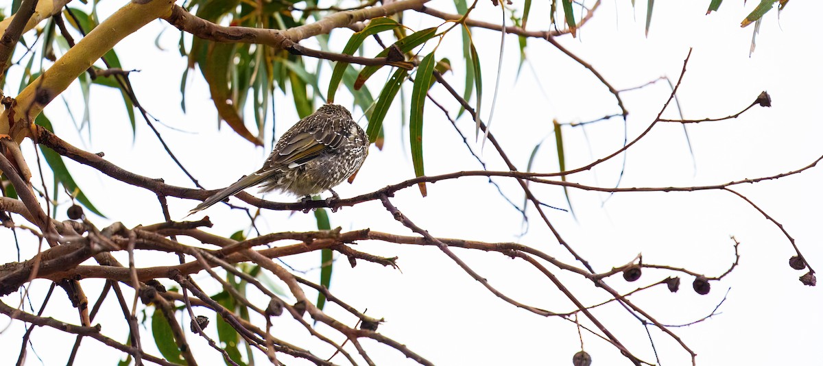 Little Wattlebird - ML634319373