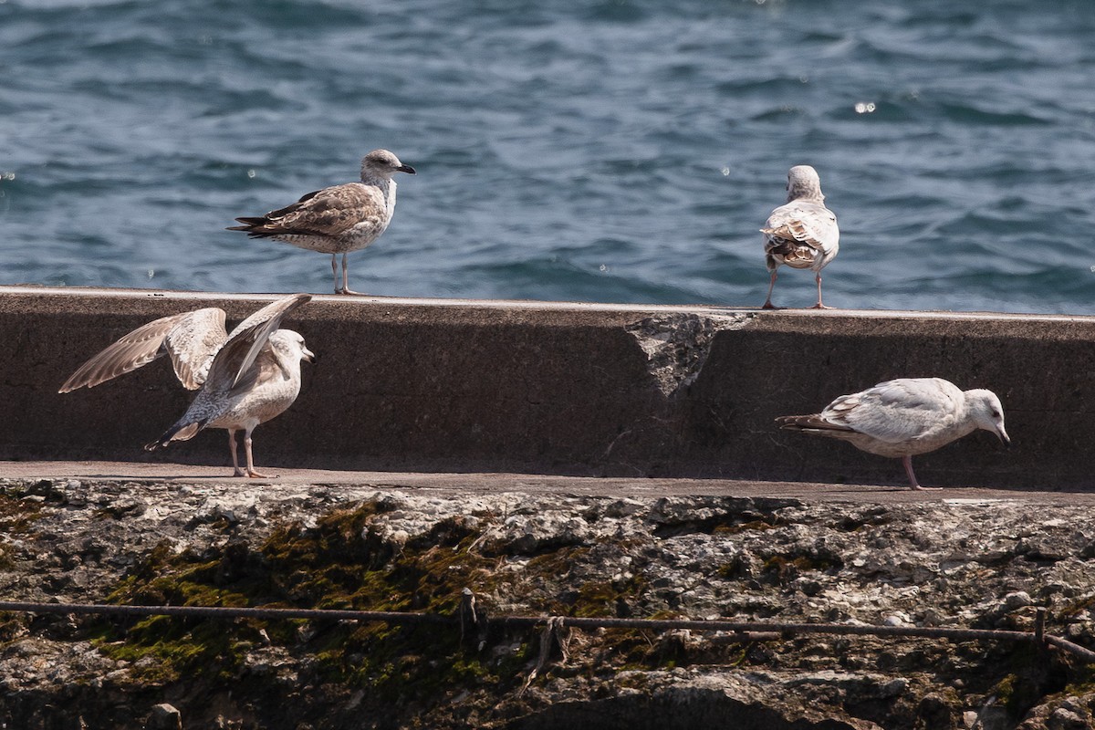 Lesser Black-backed Gull - ML634319420