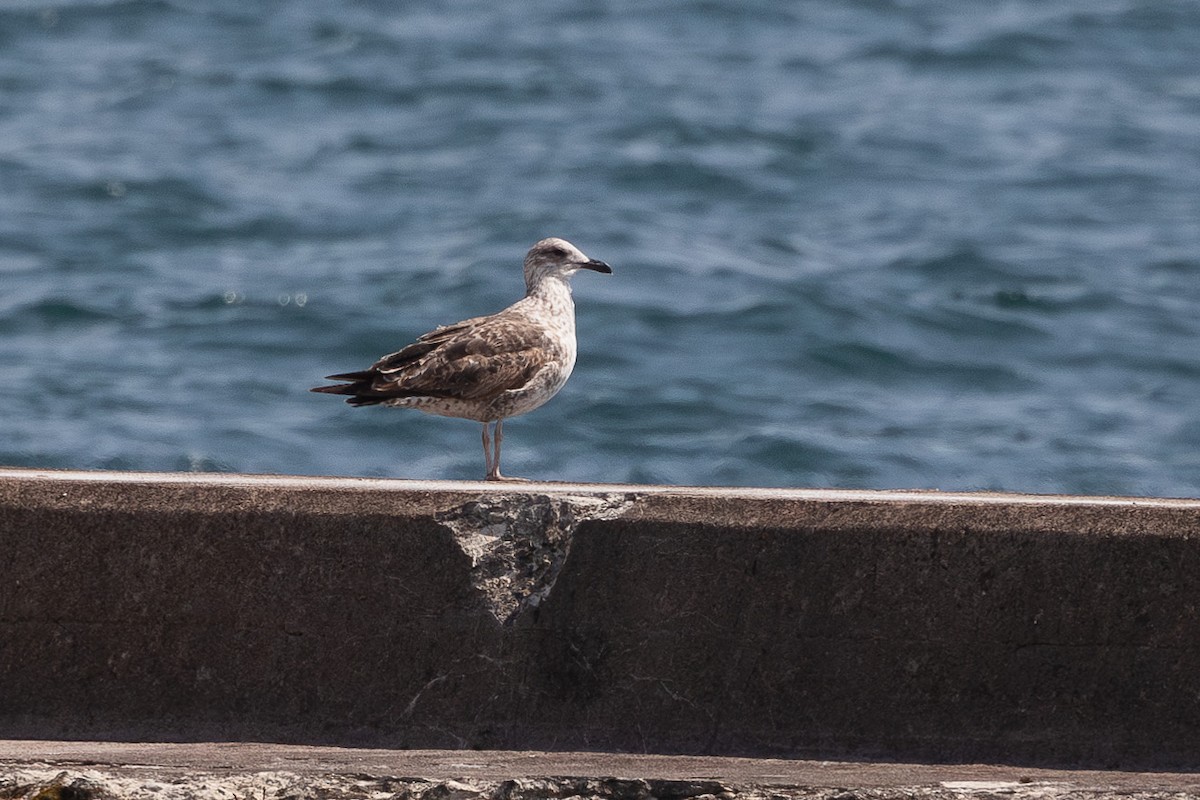 Lesser Black-backed Gull - ML634319431