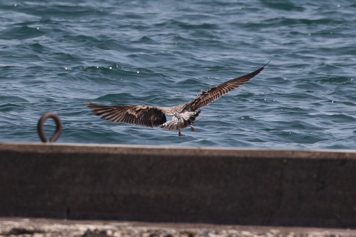 Lesser Black-backed Gull - ML634319443
