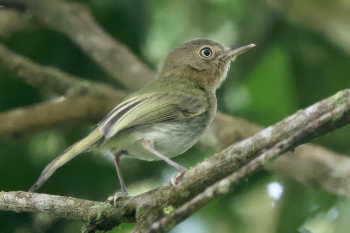Buff-throated Tody-Tyrant - Anne Bielamowicz