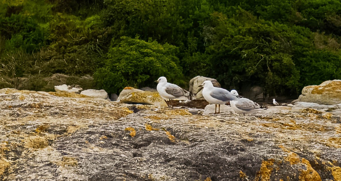 Silver Gull (Silver) - ML634319474