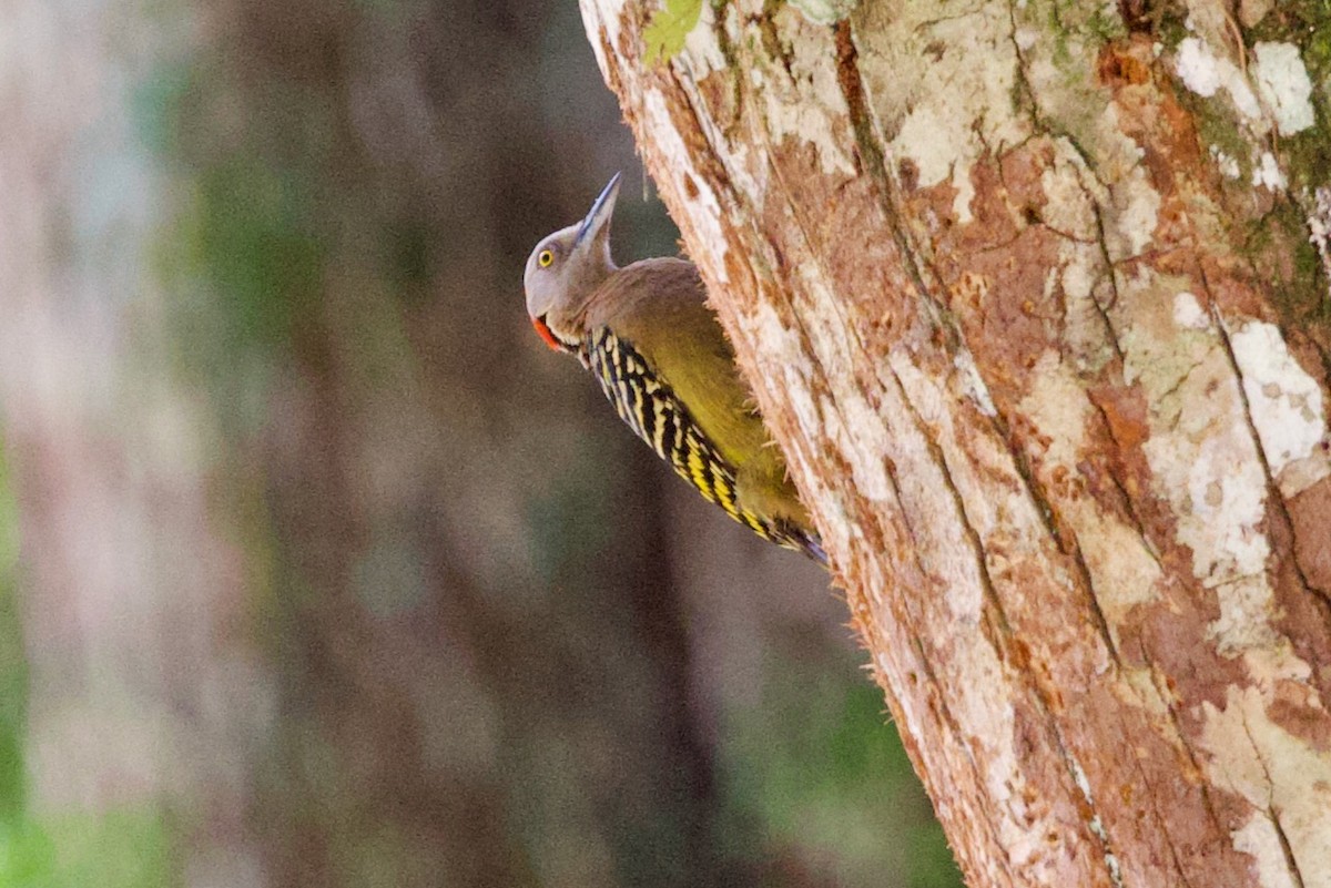 Hispaniolan Woodpecker - ML634319543