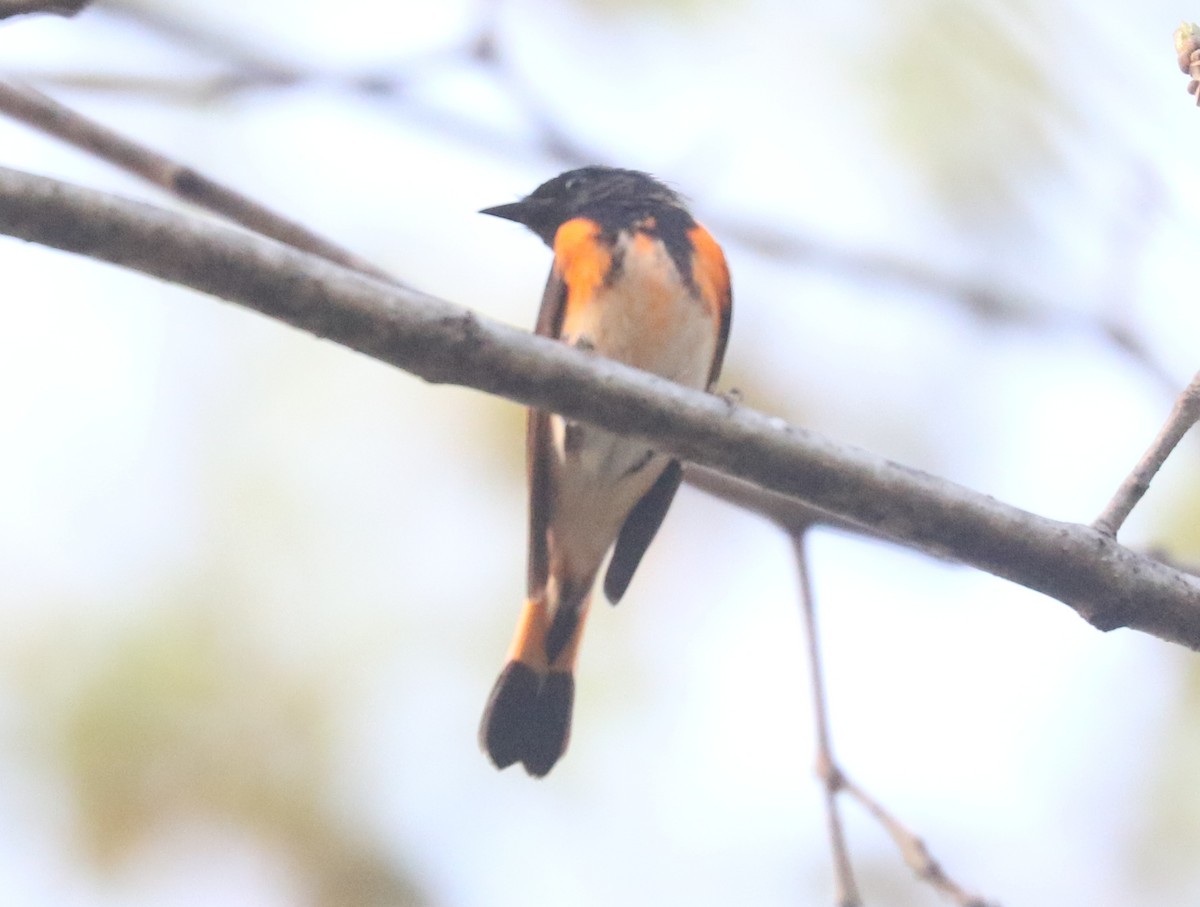 American Redstart - ML634319575