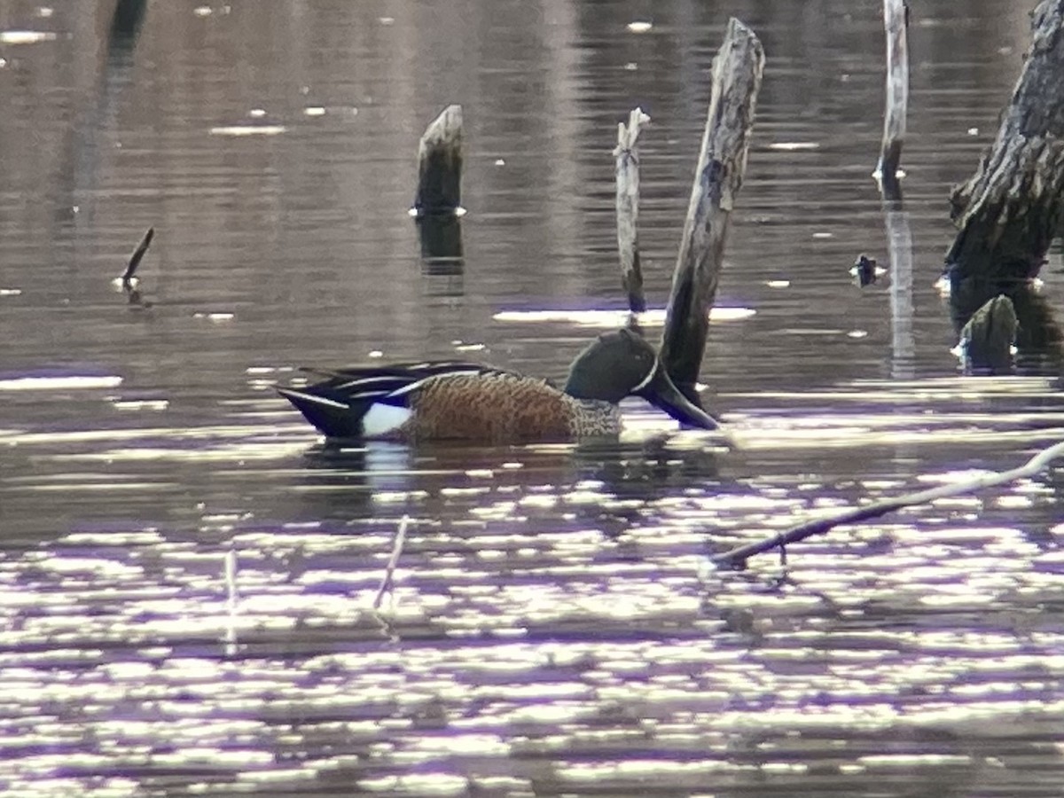 Blue-winged Teal x Northern Shoveler (hybrid) - ML634319581