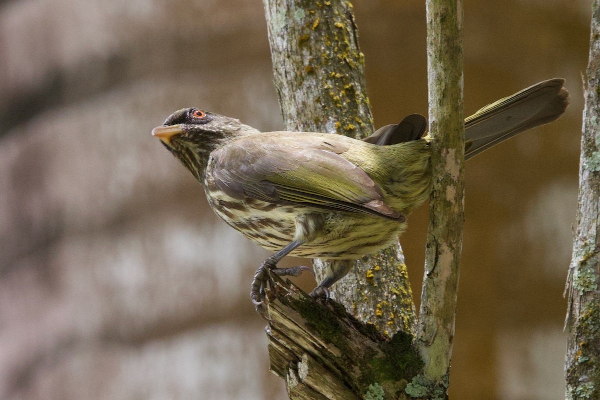 Palmchat - ML634319587