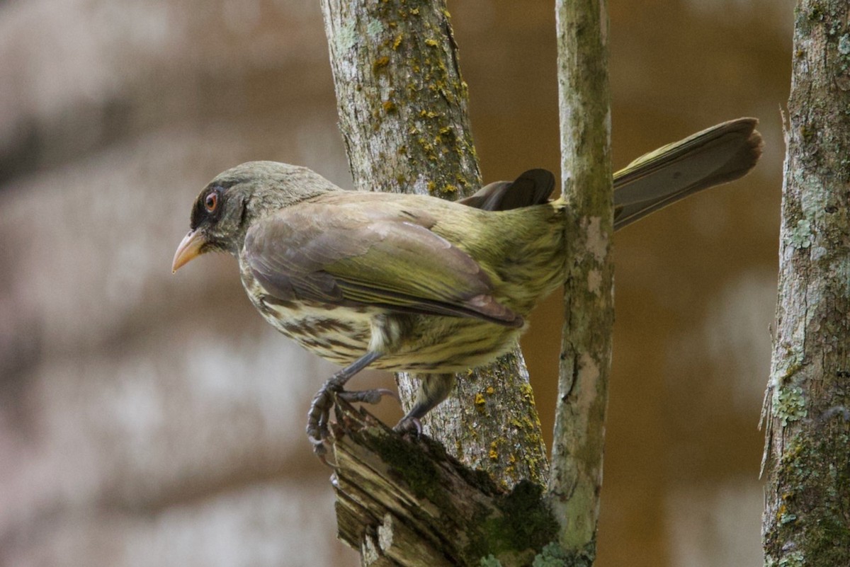 Palmchat - ML634319588