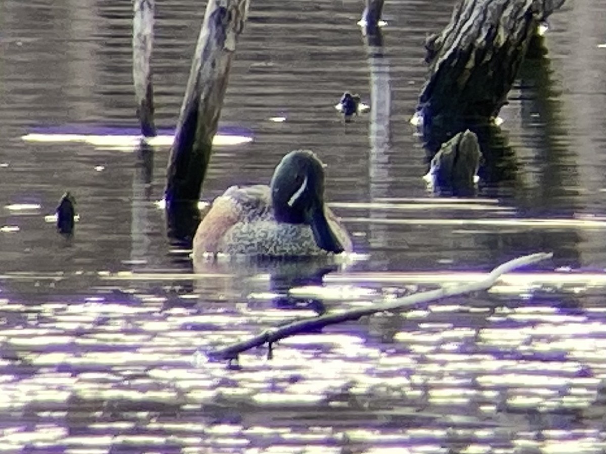 Blue-winged Teal x Northern Shoveler (hybrid) - ML634319591