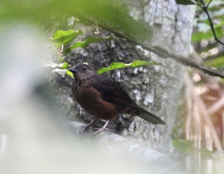 White-tailed Ant-Thrush - ML634319713