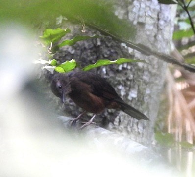 White-tailed Ant-Thrush - ML634319718