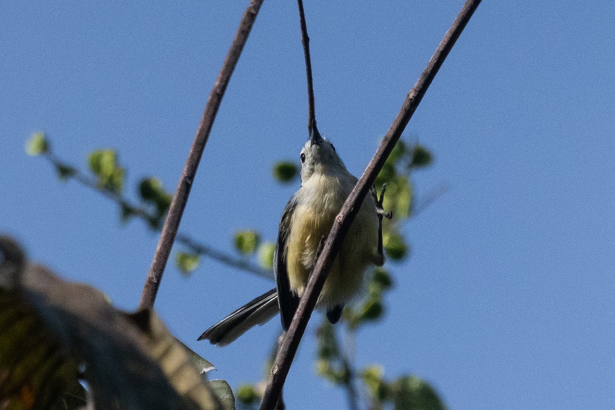 Creamy-bellied Gnatcatcher - ML634319850