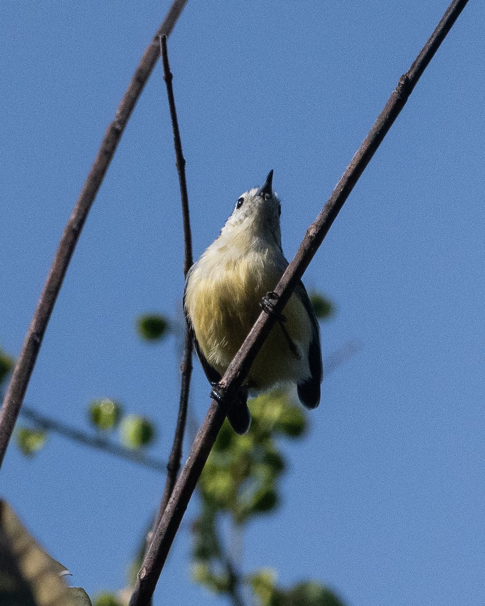 Creamy-bellied Gnatcatcher - ML634319851