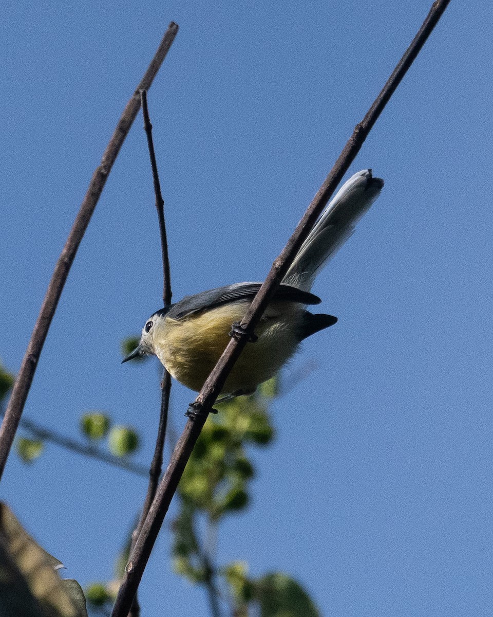 Creamy-bellied Gnatcatcher - ML634319852