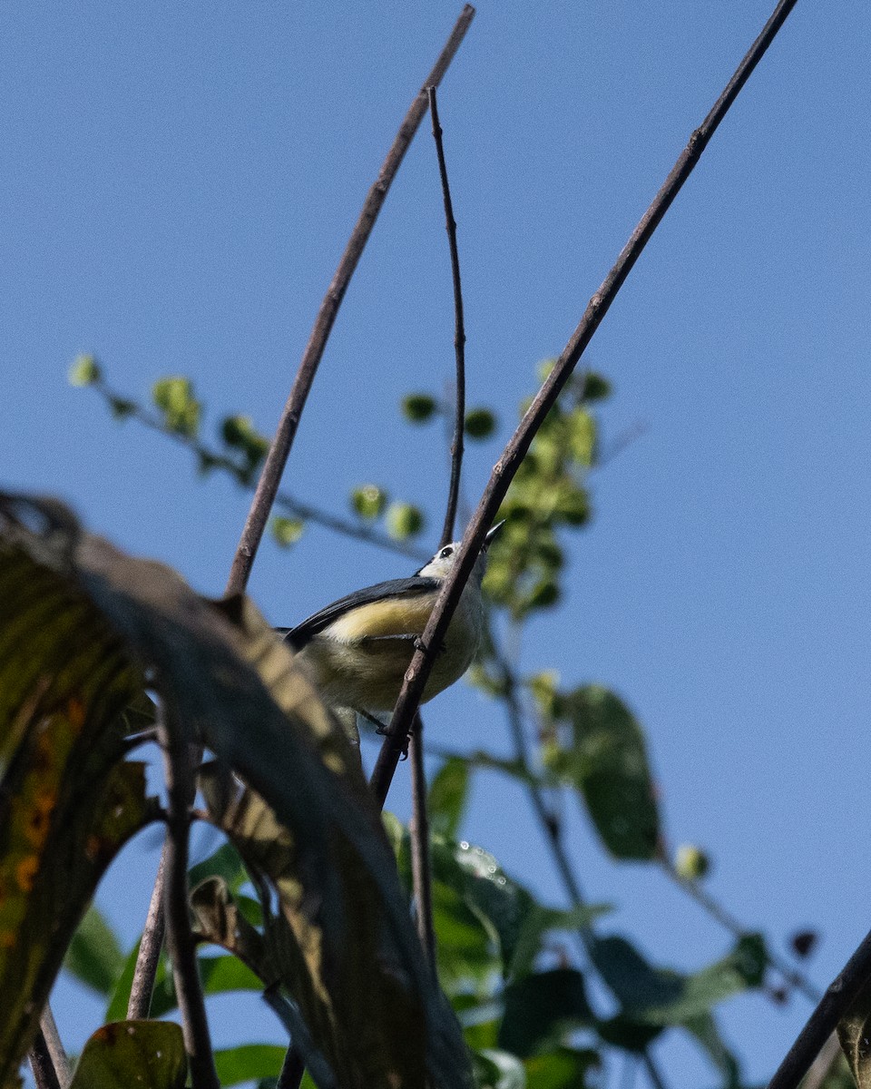 Creamy-bellied Gnatcatcher - ML634319853