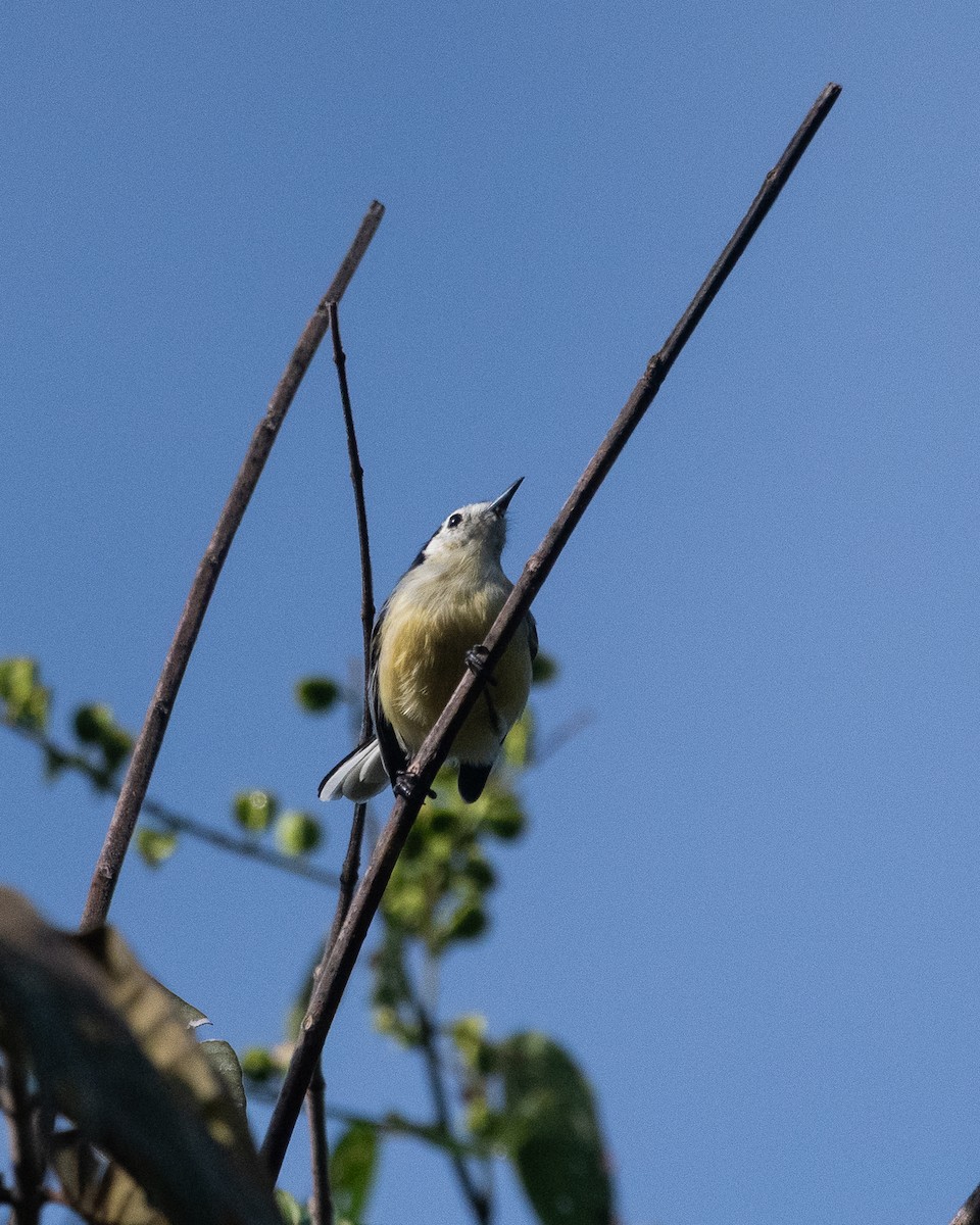 Creamy-bellied Gnatcatcher - ML634319854