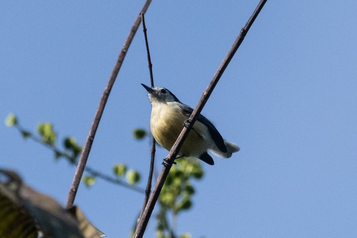 Creamy-bellied Gnatcatcher - ML634319855