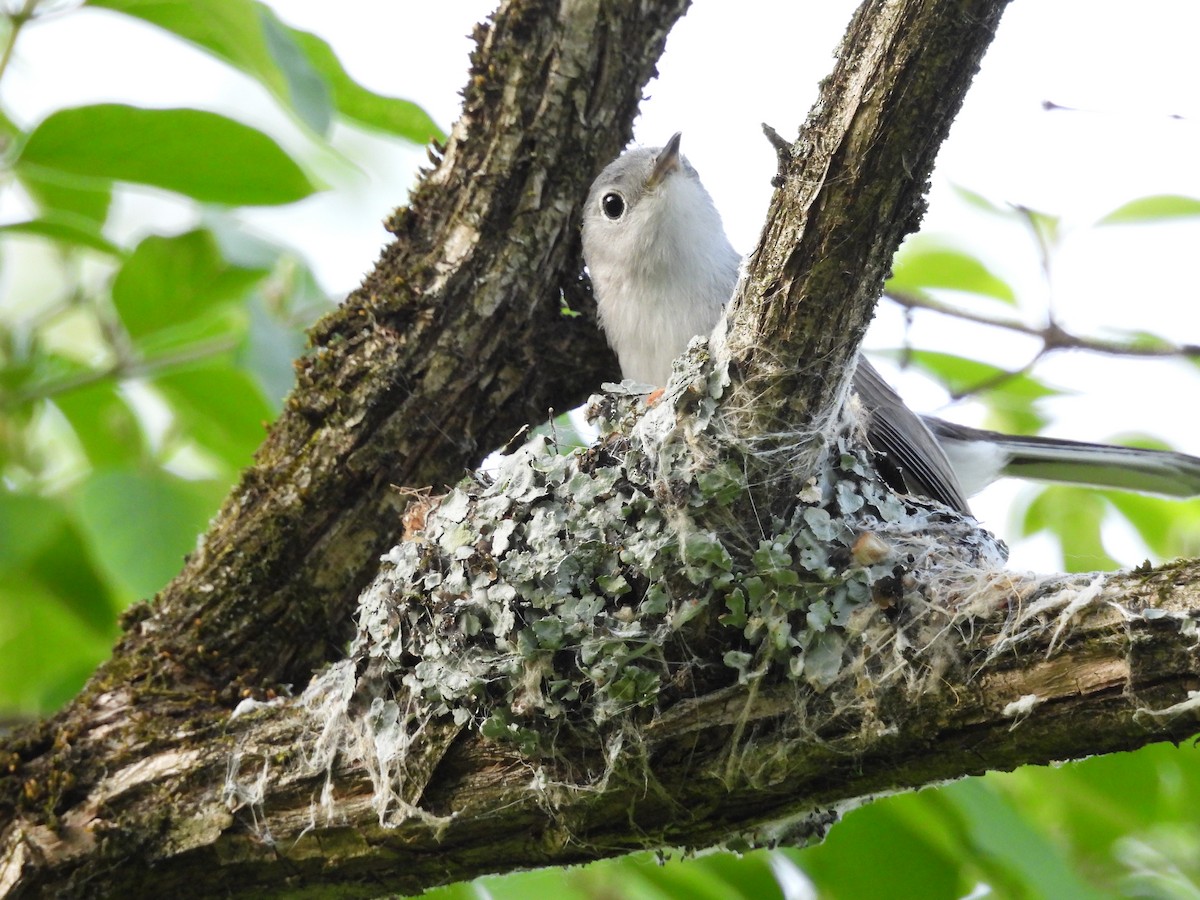 Blue-gray Gnatcatcher - ML634319875