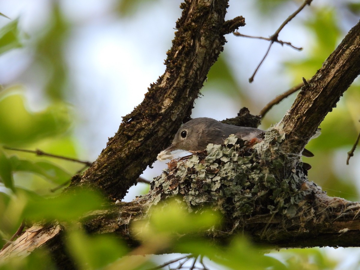 Blue-gray Gnatcatcher - ML634319876