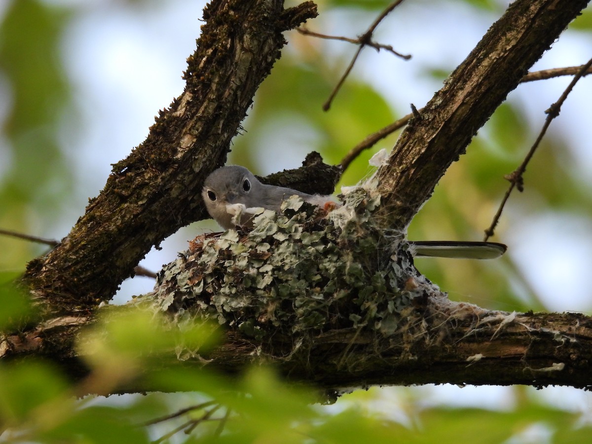 Blue-gray Gnatcatcher - ML634319878
