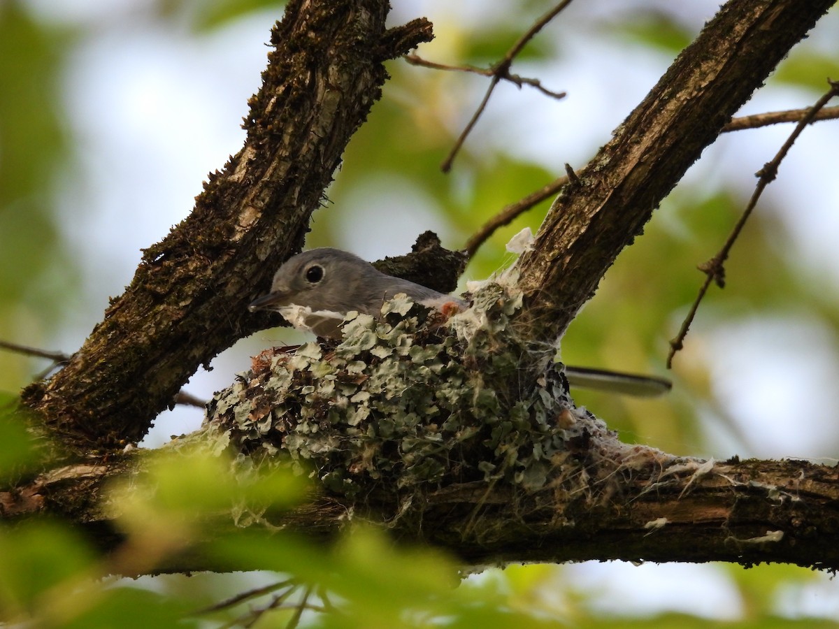 Blue-gray Gnatcatcher - ML634319879