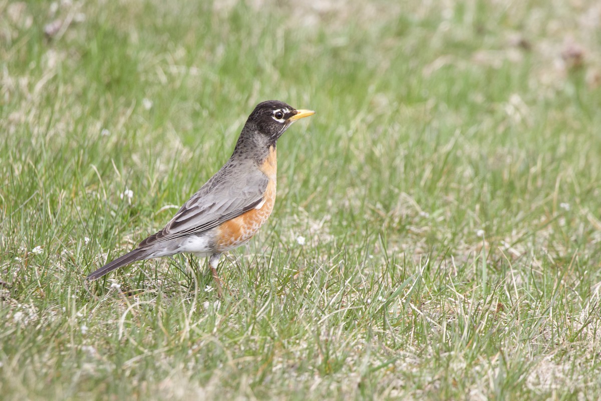 American Robin - ML634320027