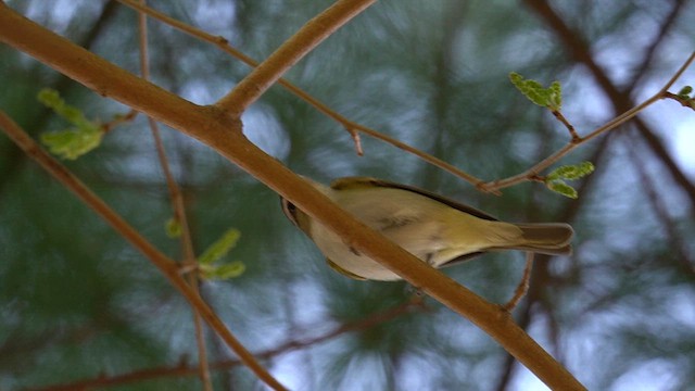 Vireo occhirossi - ML634320225