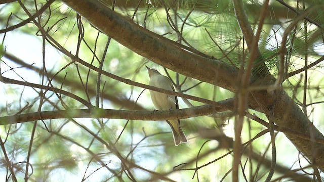 Vireo occhirossi - ML634320226