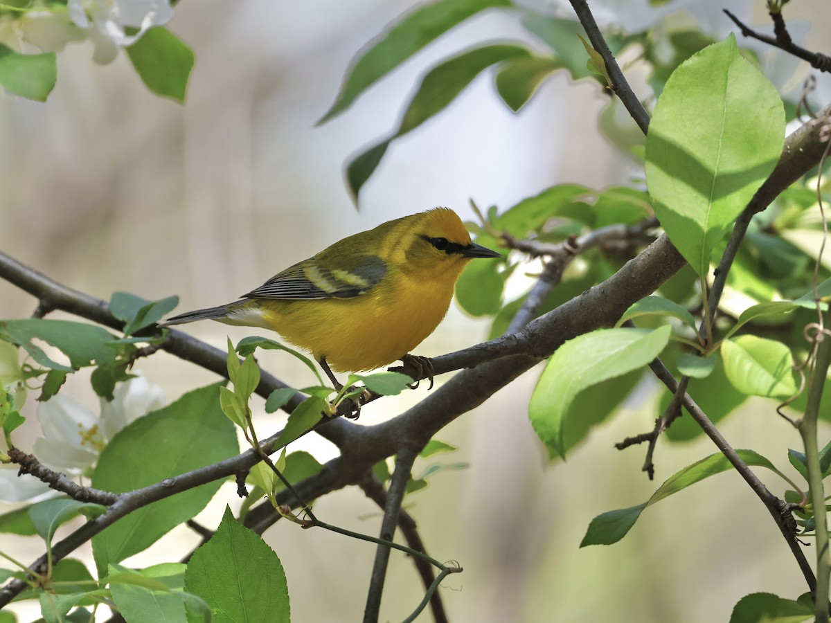 Blauflügel-Waldsänger - ML634320253