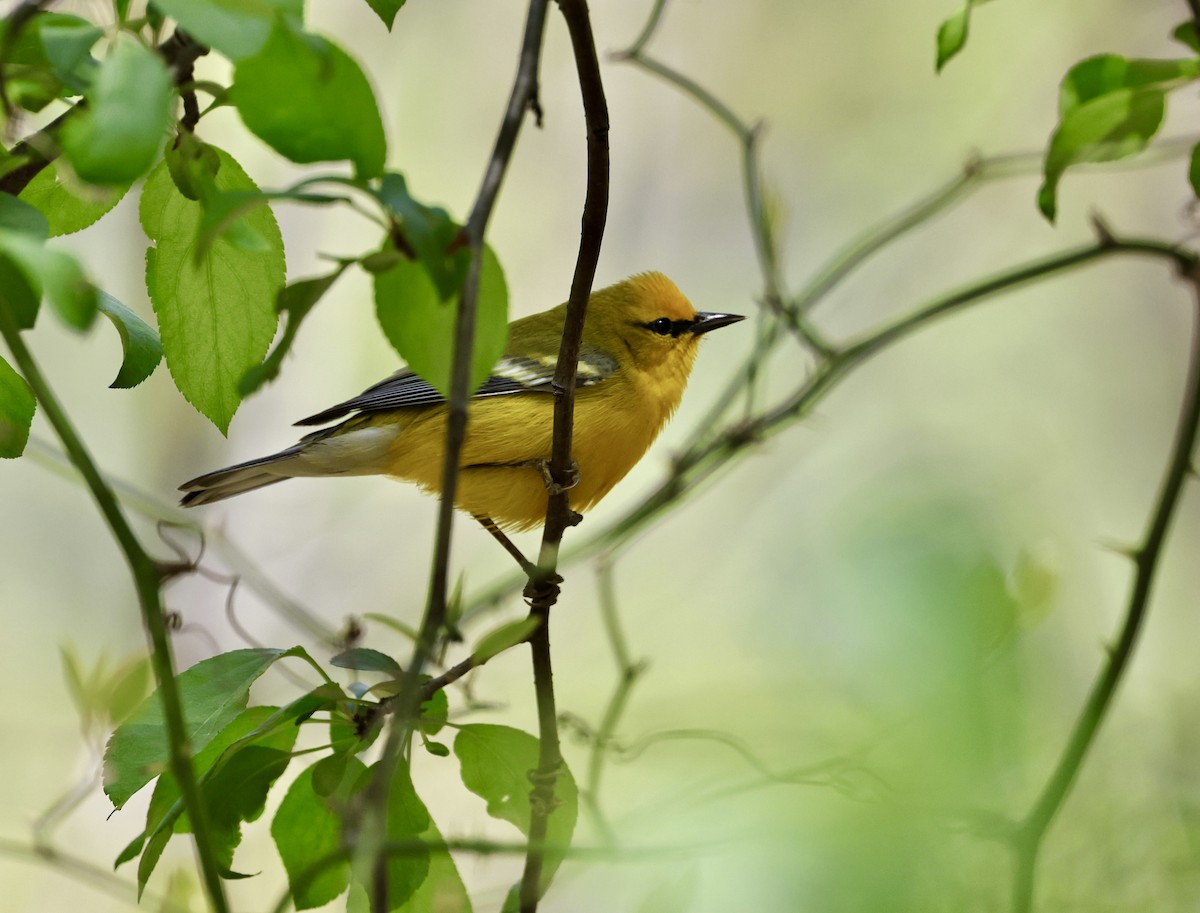 Blauflügel-Waldsänger - ML634320254