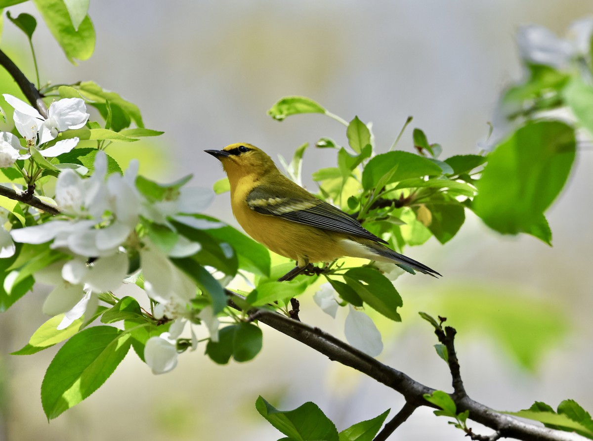 Blauflügel-Waldsänger - ML634320255