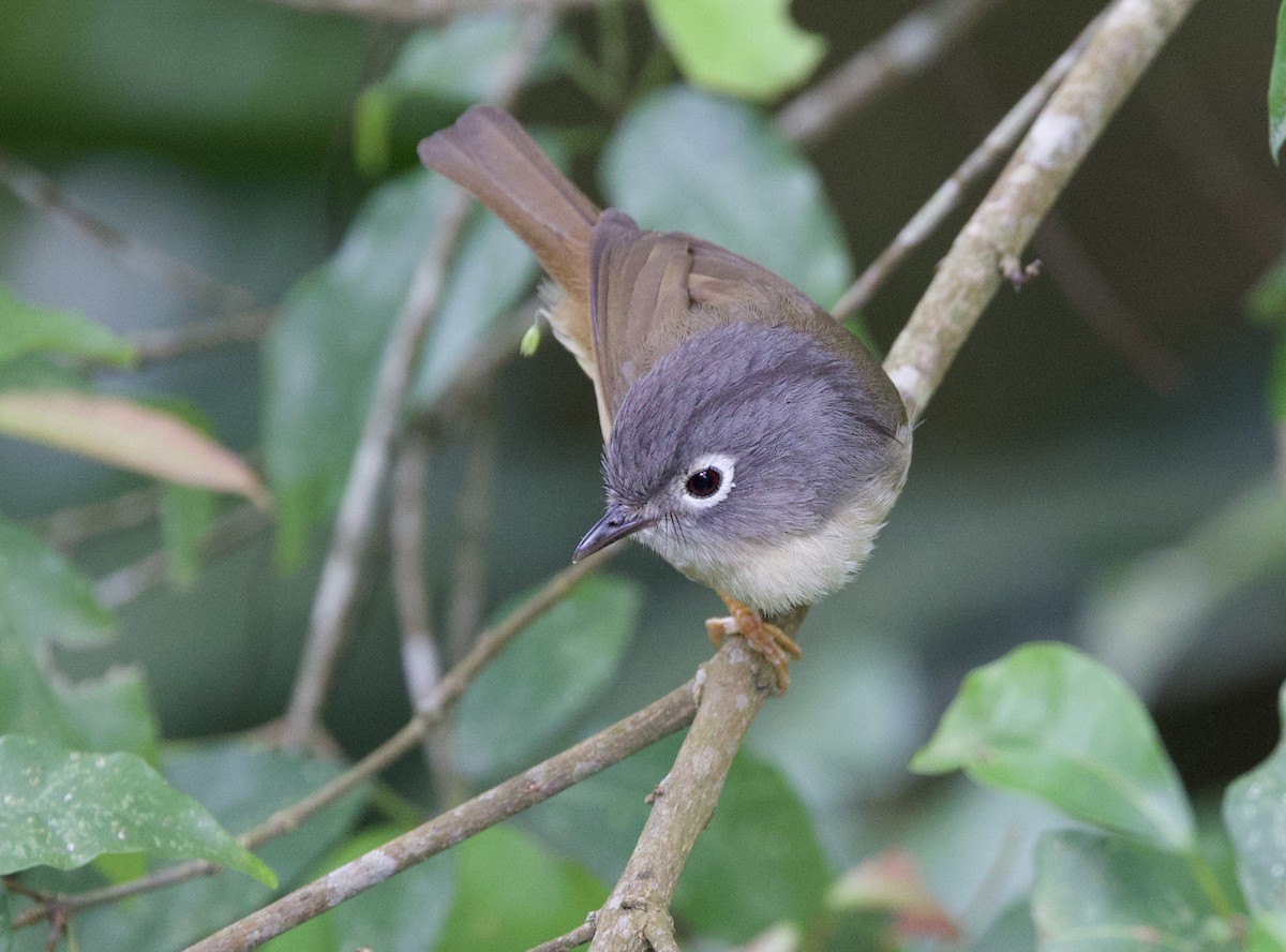 Morrison's Fulvetta - ML634320261