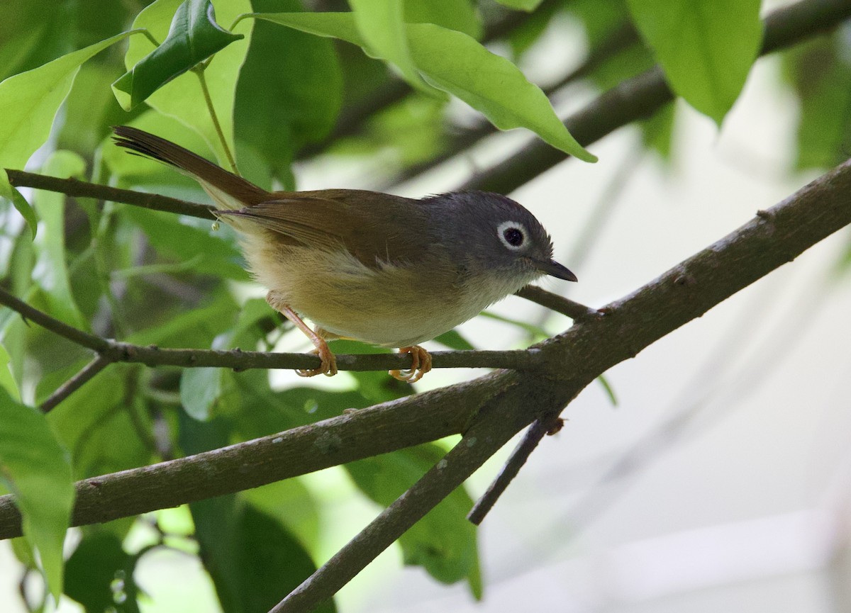 Morrison's Fulvetta - ML634320269