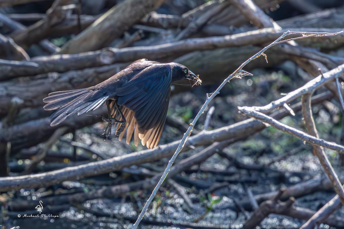 Boat-tailed Grackle - ML634320309