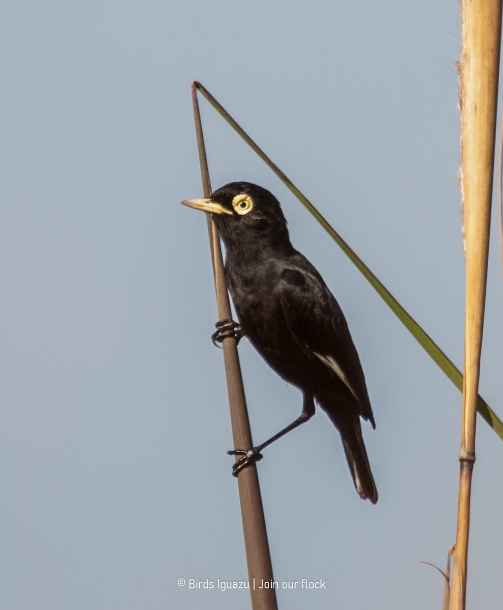 Spectacled Tyrant - ML634320402