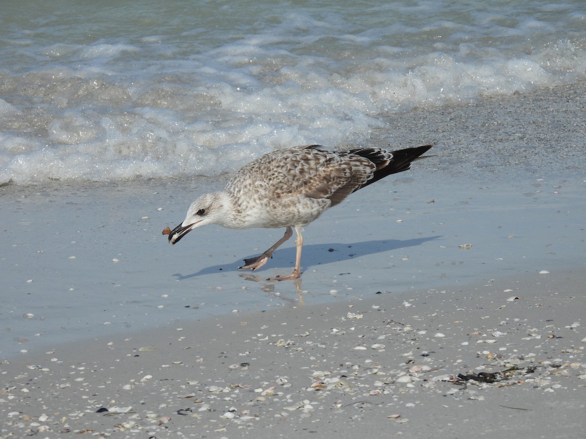 Lesser Black-backed Gull - ML634320424