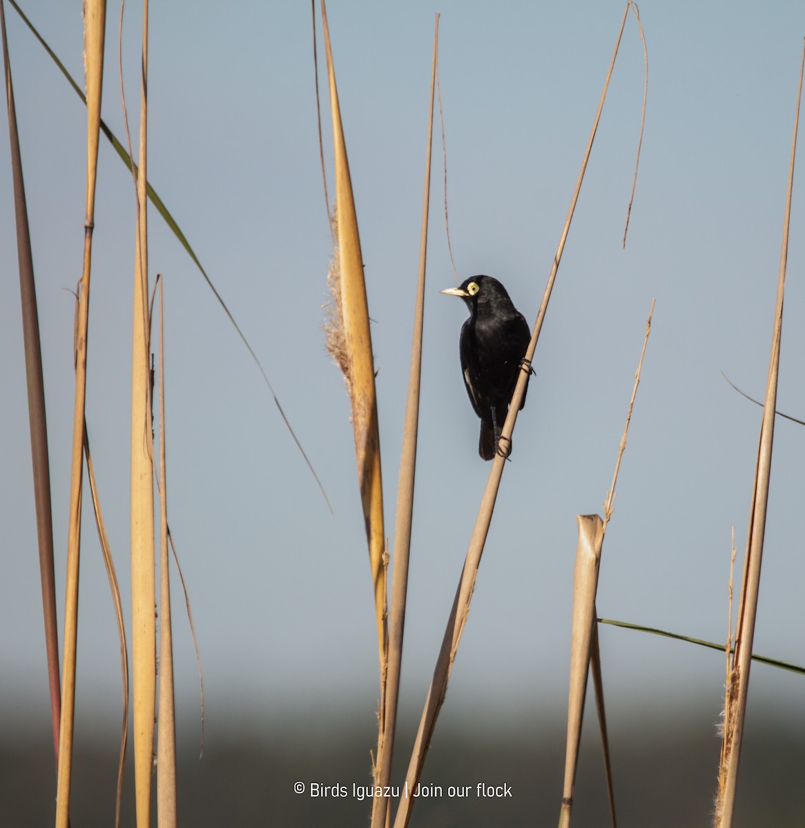Spectacled Tyrant - ML634320482